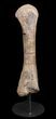 Huge, Kritosaurus Tibia With Stand - Aguja Formation, Texas #42335-3